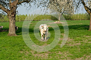 Belgian Blue cow, very big special beef cattle with double-muscling lean on farm in springtime