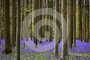 Belgian bluebells forest in full bloom