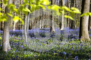 Belgian bluebells forest young leaves