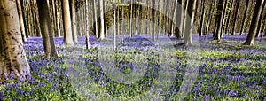 Belgian Bluebells woodlands panoramic view