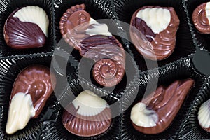 Belgian bonbons shaped as seashells photo