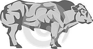 Belgian cattle vector