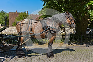 Belgian coach horse