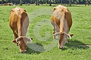 Belgian cows