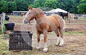 Belgian draft Horse