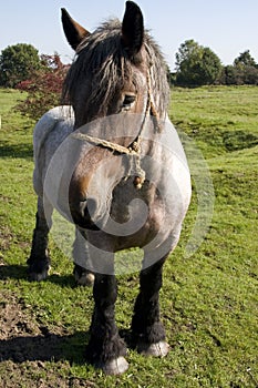 Belgian draft horse