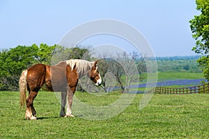 Belgian Draft Horse on green Texas spring pasture