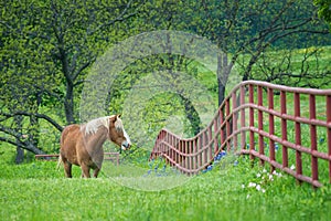 Belgian Draft Horse on green Texas spring pasture