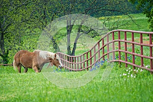 Belgian Draft Horse on green Texas spring pasture