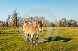 Belgian draft horse and its shadow on a sunny day in wintertime