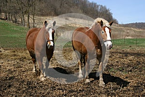 Belgian Draft horses