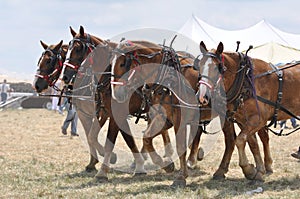 Belgian Draft Horses 4 abreast on hot day