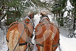 Belgian Draft Horses and sleigh in winter snow