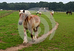 Belgian dragon horse in a hurry