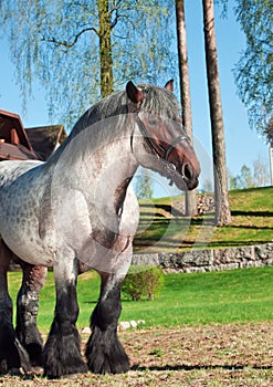 Belgian draught stallion.