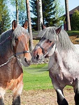 Belgian draught stallion.