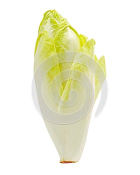 Belgian Endive