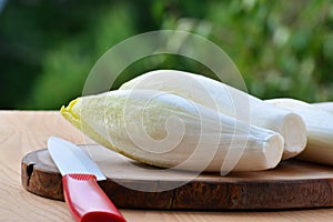 Belgian endive, chicory raw vegetable or witloof