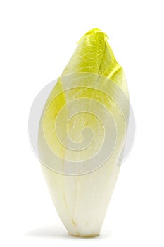 Belgian endive