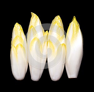 Belgian endive, raw fresh witloof chicory buds, on a black background