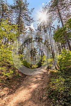 Hiking trail through the sunny forest.