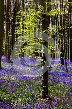 Belgian Hallerbos in April