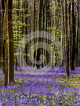 Belgian Hallerbos with bluebells