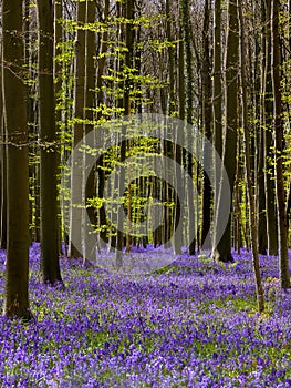 Belgian Hallerbos bluebells forest