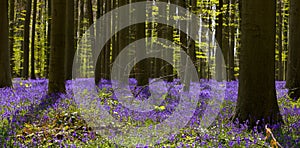 Belgian Hallerbos in full bloom