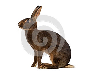 Belgian Hare in front of a white background