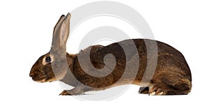 Belgian Hare in front of a white background photo