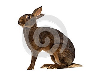 Belgian Hare in front of a white background photo