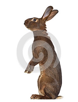 Belgian Hare on hind legs isolated on white photo