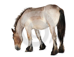 Belgian Heavy Horse foal, Brabancon