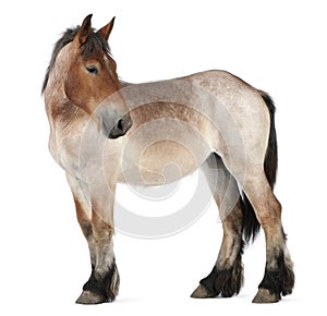 Belgian Heavy Horse foal, Brabancon