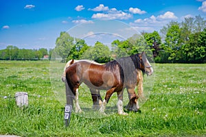 belgian heavy horses