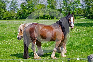 belgian heavy horses