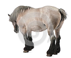 Belgian horse, Belgian Heavy Horse, Brabancon