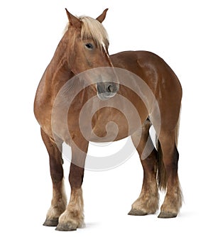 Belgian horse, Belgian Heavy Horse, Brabancon