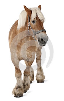 Belgian horse, Belgian Heavy Horse, Brabancon, a draft horse breed, 10 years old