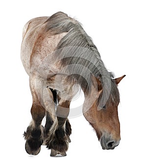 Belgian horse, Belgian Heavy Horse, Brabancon, a draft horse breed, 16 years old