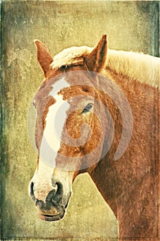 Belgian Horse On Texture