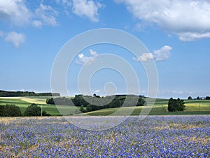 Belgian landscape with corn flowers under liege in the belgian ardennes near la roche