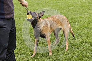 Belgian Malinois