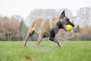 Belgian Malinois