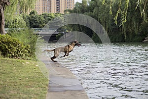 Belgian Malinois