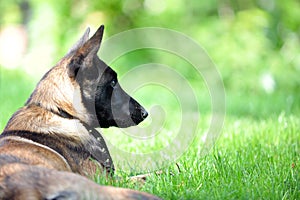 Belgian malinois