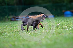 Belgian malinois and black labrador retriever puppies playing