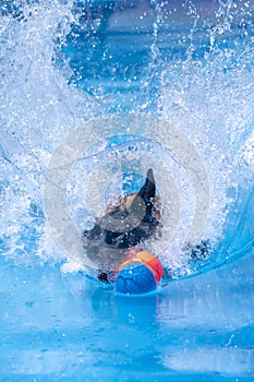 Belgian Malinois with a burst of water grabbing a toy