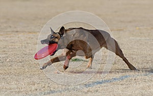 Belgian Malinois catching a disc in the air